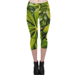 Top View Leaves Capri Leggings  by dflcprints