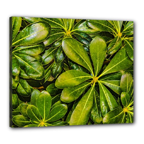 Top View Leaves Canvas 24  X 20  by dflcprints