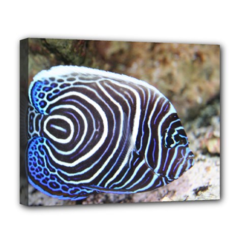 Angelfish 3 Deluxe Canvas 20  X 16   by trendistuff