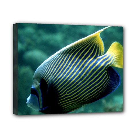 Angelfish 4 Canvas 10  X 8 