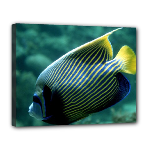 Angelfish 4 Canvas 14  X 11  by trendistuff