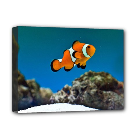 CLOWNFISH 1 Deluxe Canvas 16  x 12  