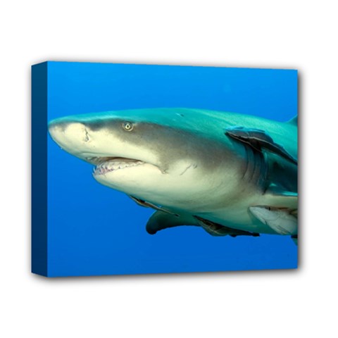 Lemon Shark Deluxe Canvas 14  X 11 