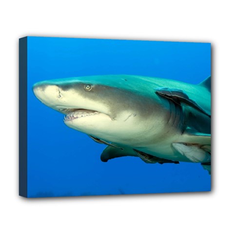 Lemon Shark Deluxe Canvas 20  X 16   by trendistuff