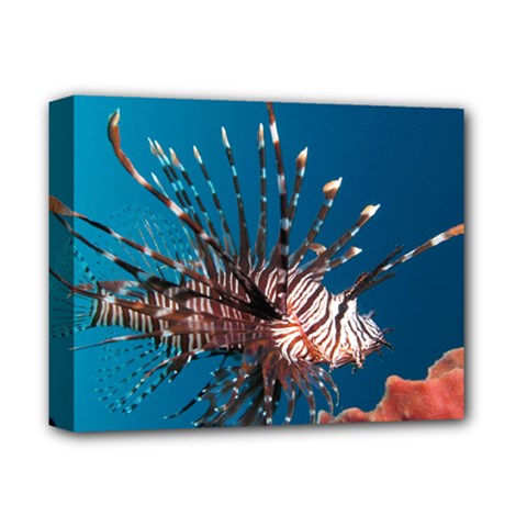 Lionfish 1 Deluxe Canvas 14  X 11  by trendistuff