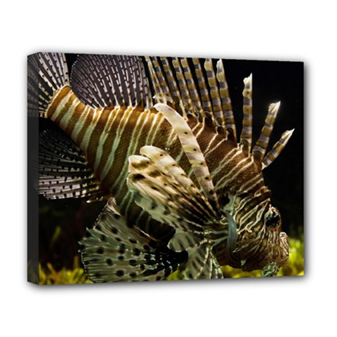 Lionfish 3 Deluxe Canvas 20  X 16   by trendistuff