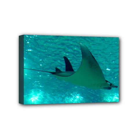 Manta Ray 1 Mini Canvas 6  X 4  by trendistuff