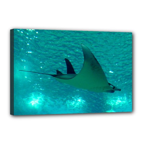 Manta Ray 1 Canvas 18  X 12  by trendistuff