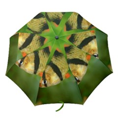 Tiger Barb Folding Umbrellas by trendistuff