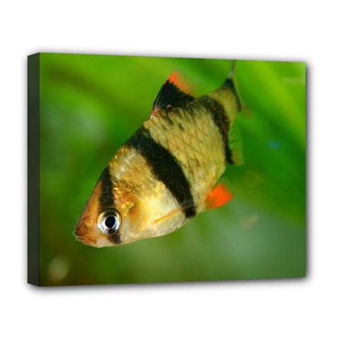 Tiger Barb Deluxe Canvas 20  X 16   by trendistuff