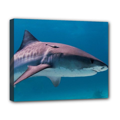 Tiger Shark 1 Deluxe Canvas 20  X 16   by trendistuff