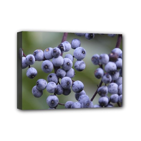 Blueberries 2 Mini Canvas 7  X 5  by trendistuff