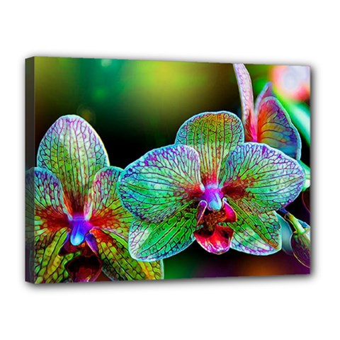 Alien Orchids Floral Art Photograph Canvas 16  X 12  by Sapixe