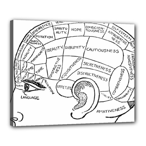 Brain Chart Diagram Face Fringe Canvas 20  X 16  by Nexatart