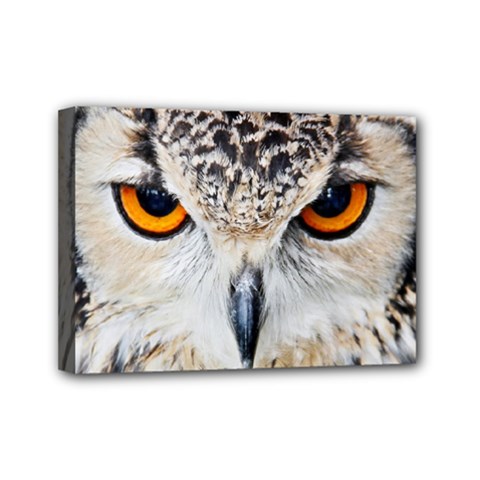 Owl Face Mini Canvas 7  X 5  by Sapixe