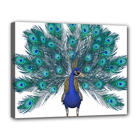 Peacock Bird Peacock Feathers Canvas 14  X 11  by Sapixe