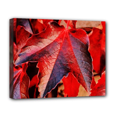 Wine Partner Wild Vine Leaves Plant Deluxe Canvas 20  x 16  