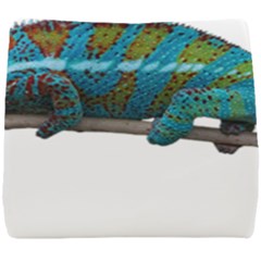 Reptile Lizard Animal Isolated Seat Cushion by Sapixe