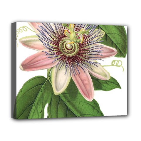 Passion Flower Flower Plant Blossom Deluxe Canvas 20  X 16   by Sapixe