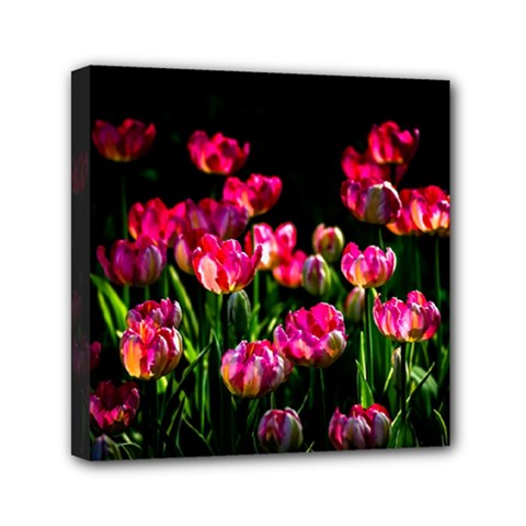 Pink Tulips Dark Background Mini Canvas 6  X 6  by FunnyCow