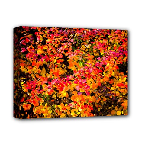 Orange, Yellow Cotoneaster Leaves In Autumn Deluxe Canvas 14  X 11  by FunnyCow
