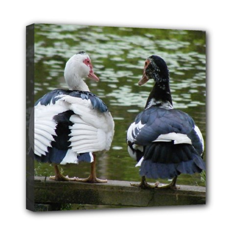 Muscovy Ducks At The Pond Mini Canvas 8  X 8  by IIPhotographyAndDesigns
