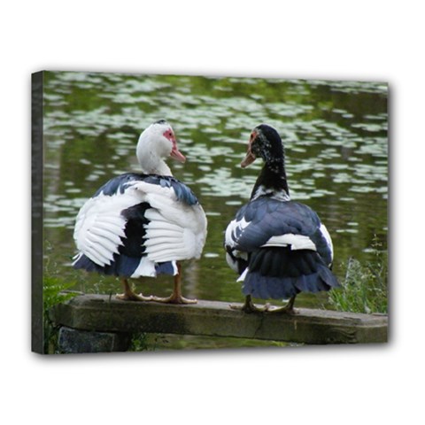 Muscovy Ducks At The Pond Canvas 16  X 12  by IIPhotographyAndDesigns