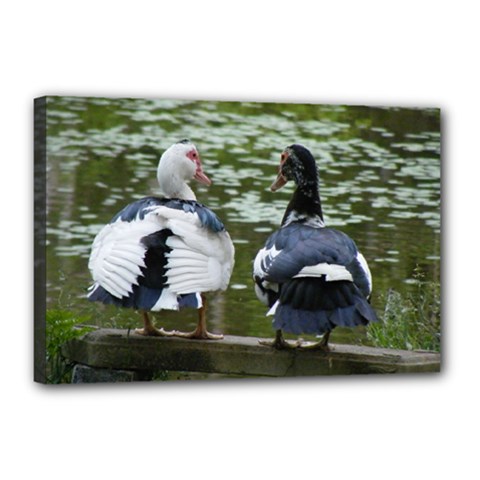 Muscovy Ducks At The Pond Canvas 18  X 12  by IIPhotographyAndDesigns