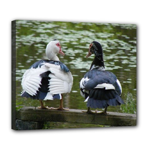 Muscovy Ducks At The Pond Deluxe Canvas 24  X 20   by IIPhotographyAndDesigns