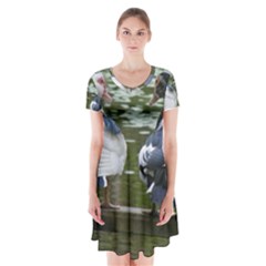 Muscovy Ducks At The Pond Short Sleeve V-neck Flare Dress by IIPhotographyAndDesigns
