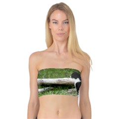 Farm Cat Bandeau Top