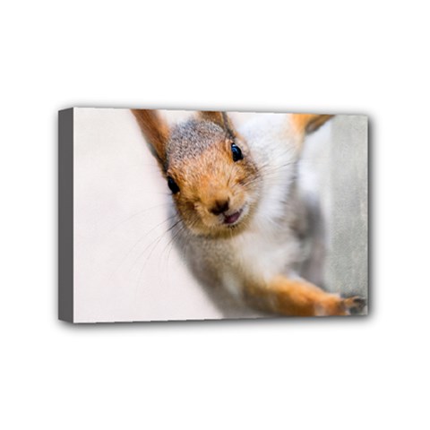 Curious Squirrel Mini Canvas 6  X 4  by FunnyCow