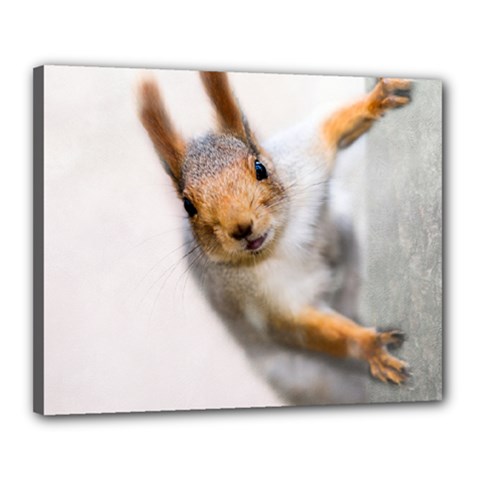 Curious Squirrel Canvas 20  X 16  by FunnyCow