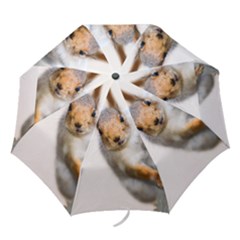 Curious Squirrel Folding Umbrellas by FunnyCow