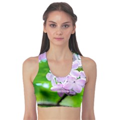 Elegant Pink Lilacs In Spring Sports Bra by FunnyCow