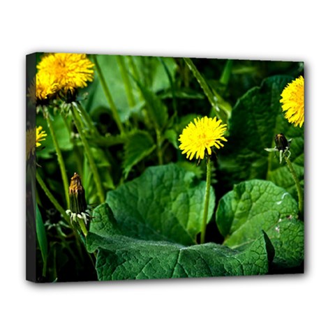 Yellow Dandelion Flowers In Spring Canvas 14  X 11  by FunnyCow