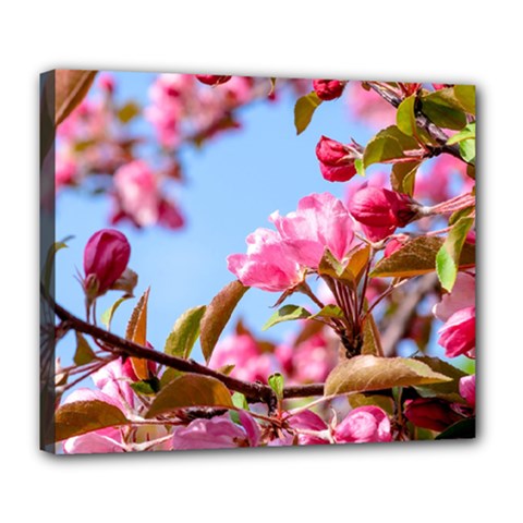 Crab Apple Blossoms Deluxe Canvas 24  X 20   by FunnyCow