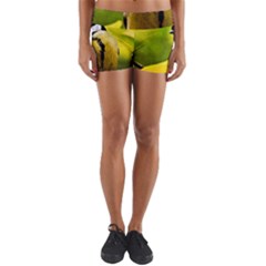 Tomtit Bird Dressed To The Season Yoga Shorts by FunnyCow