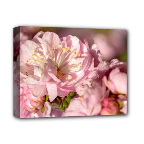 Beautiful Flowering Almond Deluxe Canvas 14  X 11  by FunnyCow