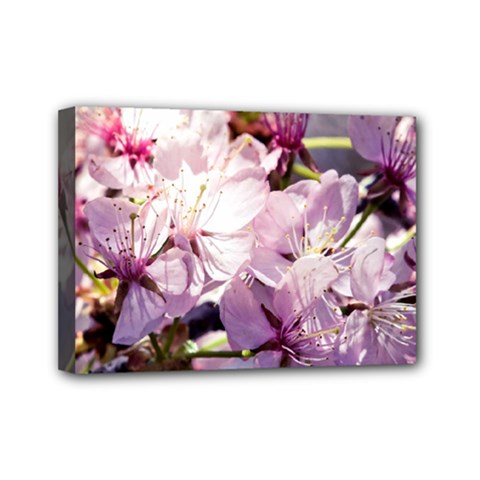 Sakura In The Shade Mini Canvas 7  X 5  by FunnyCow