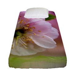 Single Almond Flower Fitted Sheet (single Size) by FunnyCow