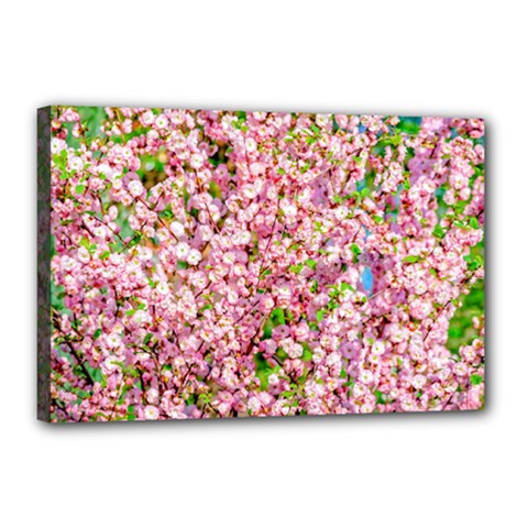 Almond Tree In Bloom Canvas 18  X 12  by FunnyCow