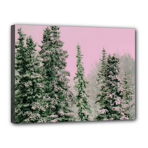 Winter Trees Pink Canvas 16  X 12 