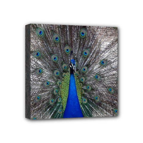 Peacock Bird Animals Pen Plumage Mini Canvas 4  X 4  (stretched)