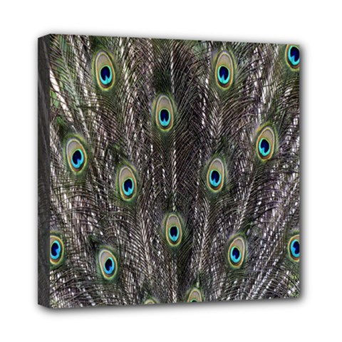 Background Peacock Feathers Mini Canvas 8  X 8  (stretched)