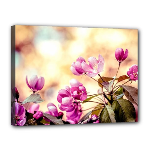 Paradise Apple Blossoms Canvas 16  X 12  (stretched) by FunnyCow