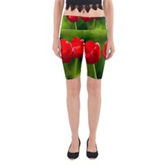 Three Red Tulips, Green Background Yoga Cropped Leggings by FunnyCow