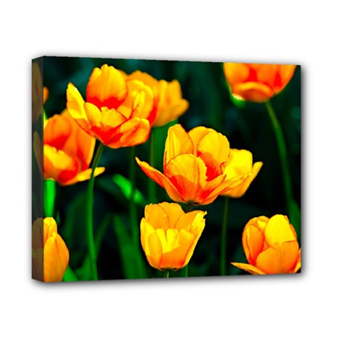 Yellow Orange Tulip Flowers Canvas 10  X 8  (stretched) by FunnyCow