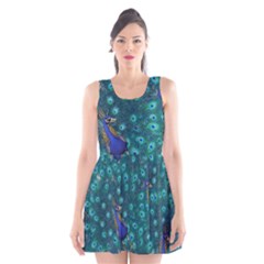 Peacocks Scoop Neck Skater Dress