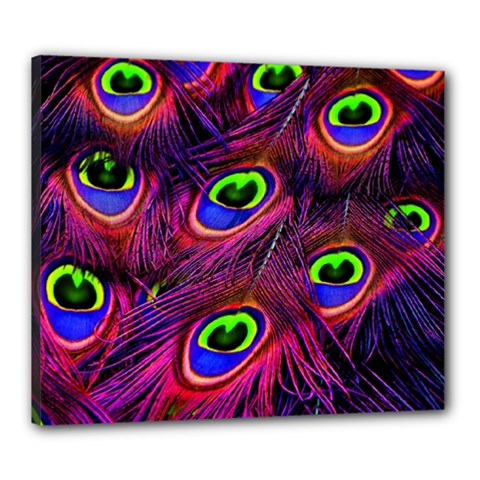 Peacock Feathers Color Plumage Canvas 24  X 20  (stretched) by Celenk
